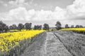 Oilseed Fields Royalty Free Stock Photo