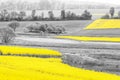 Oilseed Fields Royalty Free Stock Photo