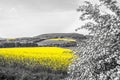 Oilseed Fields Royalty Free Stock Photo