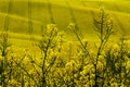 Oilseed rape flowering field