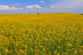 Oilseed flowers Royalty Free Stock Photo