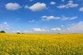 Oilseed flowers Royalty Free Stock Photo