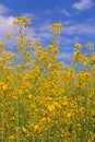 Oilseed flowers Royalty Free Stock Photo