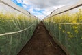 Oilseed rape growth in protective mesh netting greenhouse