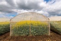 Oilseed rape growth in protective mesh netting greenhouse