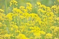 Oilseed rape is a kind of vegetable. Healthy food.