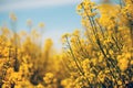 Oilseed rape or rapeseed crop is bright-yellow flowering plant cultivated mainly for its oil-rich seed Royalty Free Stock Photo