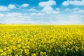 Oilseed rape  rapeseed field flowering in farmland in countryside   spring landscape under blue with cumulus fluffy clouds sky Royalty Free Stock Photo