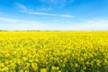 Oilseed rape, rapeseed field flowering in farmland in countryside