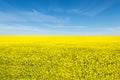 Oilseed rape, rapeseed field flowering in farmland  in countryside , spring landscape under blue sky on sunny day in springtime Royalty Free Stock Photo