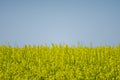 Oilseed yellow flowers with blue sky above Royalty Free Stock Photo