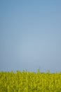 Oilseed yellow flowers with blue sky above Royalty Free Stock Photo