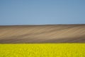 Oilseed yellow flowers with uncultivated fien in background Royalty Free Stock Photo