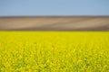 Oilseed yellow flowers with uncultivated fien in background Royalty Free Stock Photo