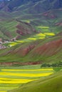 Oilseed Terraced Field