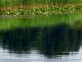 Oily reflection of forest and reed layers on surface lakes Royalty Free Stock Photo