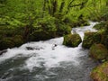 Oirase gorge in fresh green, Aomori, Japan