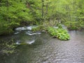 Oirase gorge in fresh green, Aomori, Japan