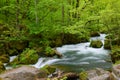 Oirase gorge in fresh green, Aomori, Japan