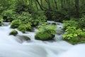 Oirase stream Royalty Free Stock Photo