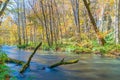 Oirase stream in autumn, Aomori, Tohoku, Japan