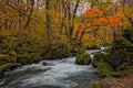 Oirase stream in autumn season.