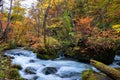 Oirase Stream in sunny day, beautiful fall foliage scene in autumn colors Royalty Free Stock Photo