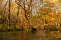 Oirase Stream in sunny day, beautiful fall foliage scene in autumn colors Royalty Free Stock Photo