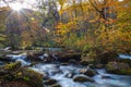 Oirase Stream in sunny day, beautiful fall foliage scene in autumn colors Royalty Free Stock Photo