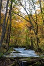 Oirase Stream in sunny day, beautiful fall foliage scene in autumn colors Royalty Free Stock Photo