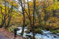 Oirase Stream in sunny day, beautiful fall foliage scene in autumn colors Royalty Free Stock Photo