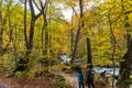 Oirase Stream in sunny day, beautiful fall foliage scene in autumn colors Royalty Free Stock Photo