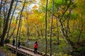 Oirase Stream in sunny day, beautiful fall foliage scene in autumn colors