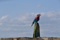 Oiseau multicolore sur une pierre Royalty Free Stock Photo