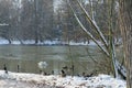 Winter landscapes - Geese near lakeside - Bois de Boulogne near Paris, France