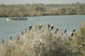 Tourists on a boat and cormorants in the foreground.