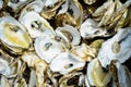 Oister shells - leftovers Royalty Free Stock Photo