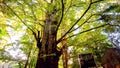 Sacred tree on the approach to the shrine Oji Shrine Royalty Free Stock Photo