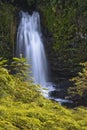 On the OK Farms Wailuku River Trail Royalty Free Stock Photo