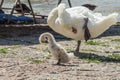 A white adult swan teaches a cygnet how to groom on one leg.