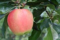 Okanagan Apple, Tree Branch Royalty Free Stock Photo