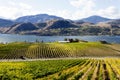 Okanagan Falls Skaha Lake Vineyard Royalty Free Stock Photo