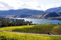 Okanagan Falls Skaha Lake Vineyard Royalty Free Stock Photo