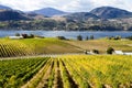 Okanagan Falls Skaha Lake Vineyard Royalty Free Stock Photo