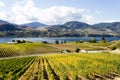 Okanagan Falls Skaha Lake Vineyard Royalty Free Stock Photo