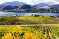 Okanagan Falls Skaha Lake Vineyard Royalty Free Stock Photo