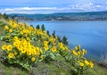 Okanagan Lake Kelowna British Columbia Canada with Balsamroot flowers