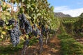 Okanagan Vineyard Ready for Harvest Royalty Free Stock Photo