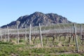 Okanagan Vineyard Spring View Royalty Free Stock Photo