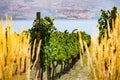 Okanagan wine country in Western Canada, British Columbia. Landscape Royalty Free Stock Photo